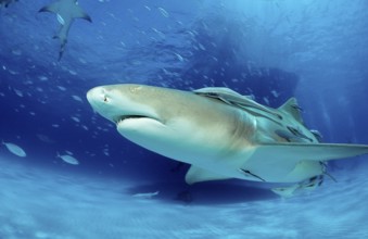 Lemon Shark, Negaprion brevirostris, Bahamas, Grand Bahama Island, Atlantic Ocean, Central America