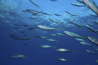 Pacific jack mackerel, Trachurus symmetricus, Guadalupe Island, Mexico, Central America