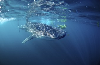 Whale shark and snorkeller, Rhincodon thypus, Djibouti, Djibouti, Africa, Afar Triangle, Gulf of