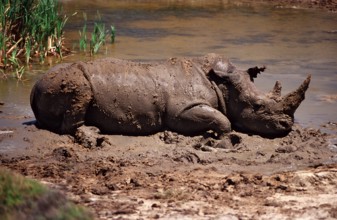 White rhino, white rhino, Ceratotherium simum, South Africa, Kragga Kamma Game Park, Port