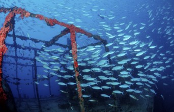 Yellow-striped fusiliers on a shipwreck, Caesio caerulaurea, Maldives, Indian Ocean, Ari Atoll,