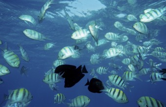 Indo-Pacific sergeant, Abudefduf vaigiensis, Egypt, Africa, Sinai, Sharm el Sheik, Red Sea, Africa