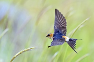 Rufous Swallow, (Cecropis rufula), Animals, Bird, Birds, Swallow, Swallow family, Lesbos, Greece,