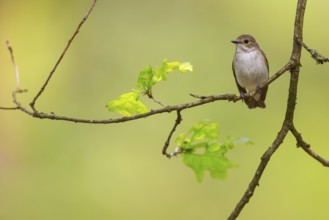 Animals, birds, songbirds, pied flycatcher, (Ficedula hypoleuca), biotope, habitat, perch,