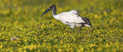 African sacred ibis, (Threskiornis aethiopicus), Pharaoh's ibis, family of ibises and spoonbills,