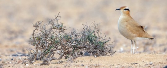 Racer, (Cursorius cursor), limicolous species, biotope, foraging, Lanzarote, Canary Islands, Spain,