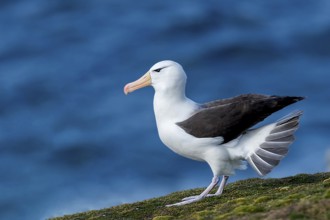 Black-browed albatross, albatross, sideways, (Thalassarche melanophrys), Saunders Island, Falkland