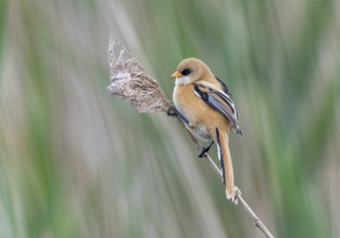 Animals, birds, a male bearded tit, juvenile, tits, (Panurus biarmicus) Vejlerne, Denmark, Europe