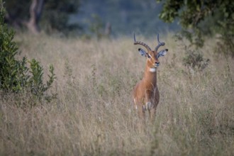 An Impala staring at the camera in the Sabi Sand Game Reserve, South Africa, Africa