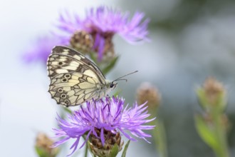 Melanargia galathea