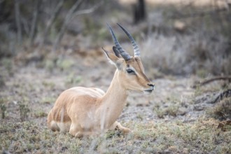 Young male Impala sitting in the grass in the Kruger National Park, South Africa, Africa