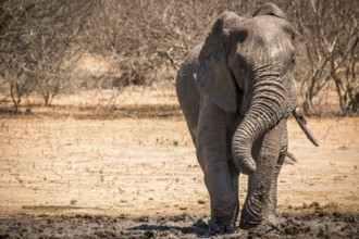 Elephant enjoying the mud in the Kruger National Park, South Africa, Africa