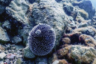 Underwater Sea urchins on a rock, Underwater natural sunlight, wildlife