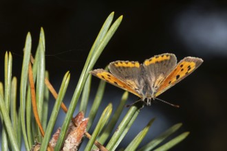 Small copper (Lycaena phlaeas)