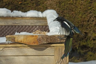 Magpie (Pica pica)