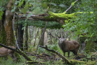 Red deer during the rut in Ireland (Cervus elaphus)