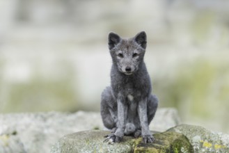Arctic fox (Vulpes lagopus)