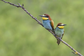 European bee-eater (Merops apiaster)