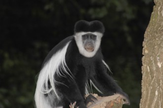 Mantled colobo (Colobus guereza)