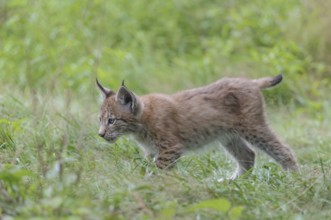 Eurasian lynx (Lynx lynx)