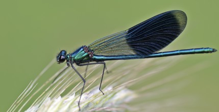 Banded demoiselle (Calopteryx splendens)