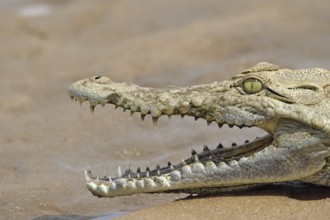 Nile crocodile portrait (Crocodylus niloticus)