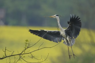 Grey heron (Ardea cinerea)