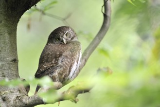 Pygmy Owl (Glaucidium passerinum)