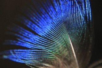 Feather peacock (Pavo Scalloped ribbonfish)