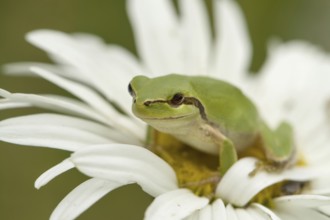 Mediterranean tree frog on daisy flower (Hyla meridionalis)