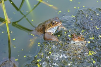 Grass frog (Rana temporaria)