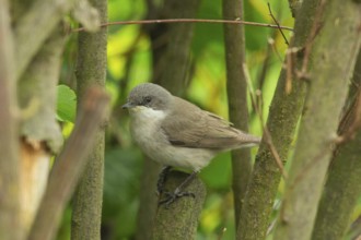 Rattling Warbler (Sylvia curruca)