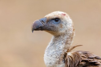 Griffon vulture, (Gyps fulvus), animals, birds, vultures, alworld vulture, hawk family, Sierra de