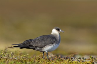 Parasitic skua, (Stercorarius parasiticus), animals, birds, seabird of the Stercorariidae family),