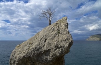 Dead relict pine on the rock. Crimea, the Black Sea coast