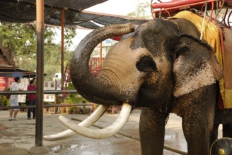 Elephant, Ayutthaya, Thailand, Asia