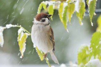 Eurasian Tree Sparrow in winter. Eurasian Tree Sparrow