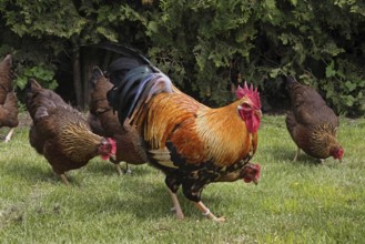 Chickens, Welsumer chicken breed
