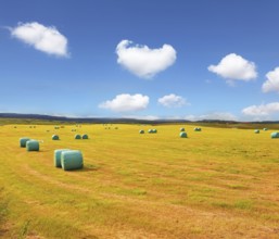 Rural field after harvest. Mown grass folded into a neat stack and packed in special bags of