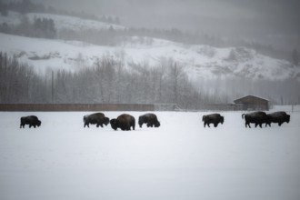 Herd of buffalo grazing in snowy terrain in front of wooded hills, Yukon, Canada, Yukon Wilderness