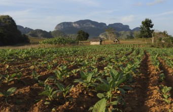 Landscape in the tobacco growing region of Vinales. Landscape in cuba tabacco region Vinales