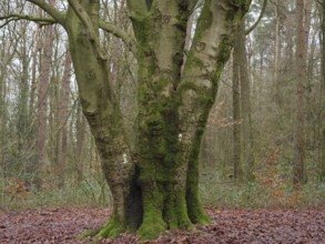 A large tree in the forest, partly overgrown with moss and quiet surroundings, Reken, münsterland,