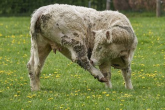 Calf in a playful posture on a grassy meadow with dandelions, weseke, münsterland, germany