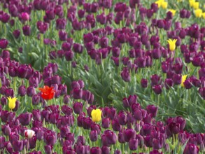 A wine-red tulip field with scattered yellow and red flowers in full bloom, egmond aan zee, north
