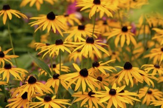 Yellow coneflower blossoms in a garden, spreading sunny atmosphere and summer joy, Borken,