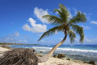 Akumal coconut palm tree beach in Riviera Maya of Mayan Mexico