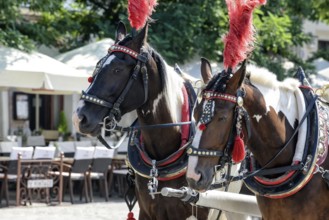 Horses with a carriage on the main square of Krakow in Poland