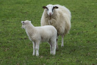 A sheep and a lamb standing on a green meadow, sheep with small lambs on a green meadow, borke,