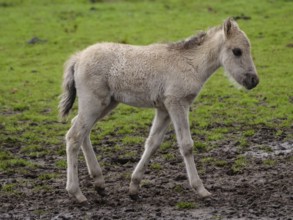 A young foal curiously explores a green meadow, merfeld, münsterland, germany