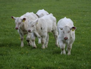 Four young calves on a green pasture, borken, münsterland, germany